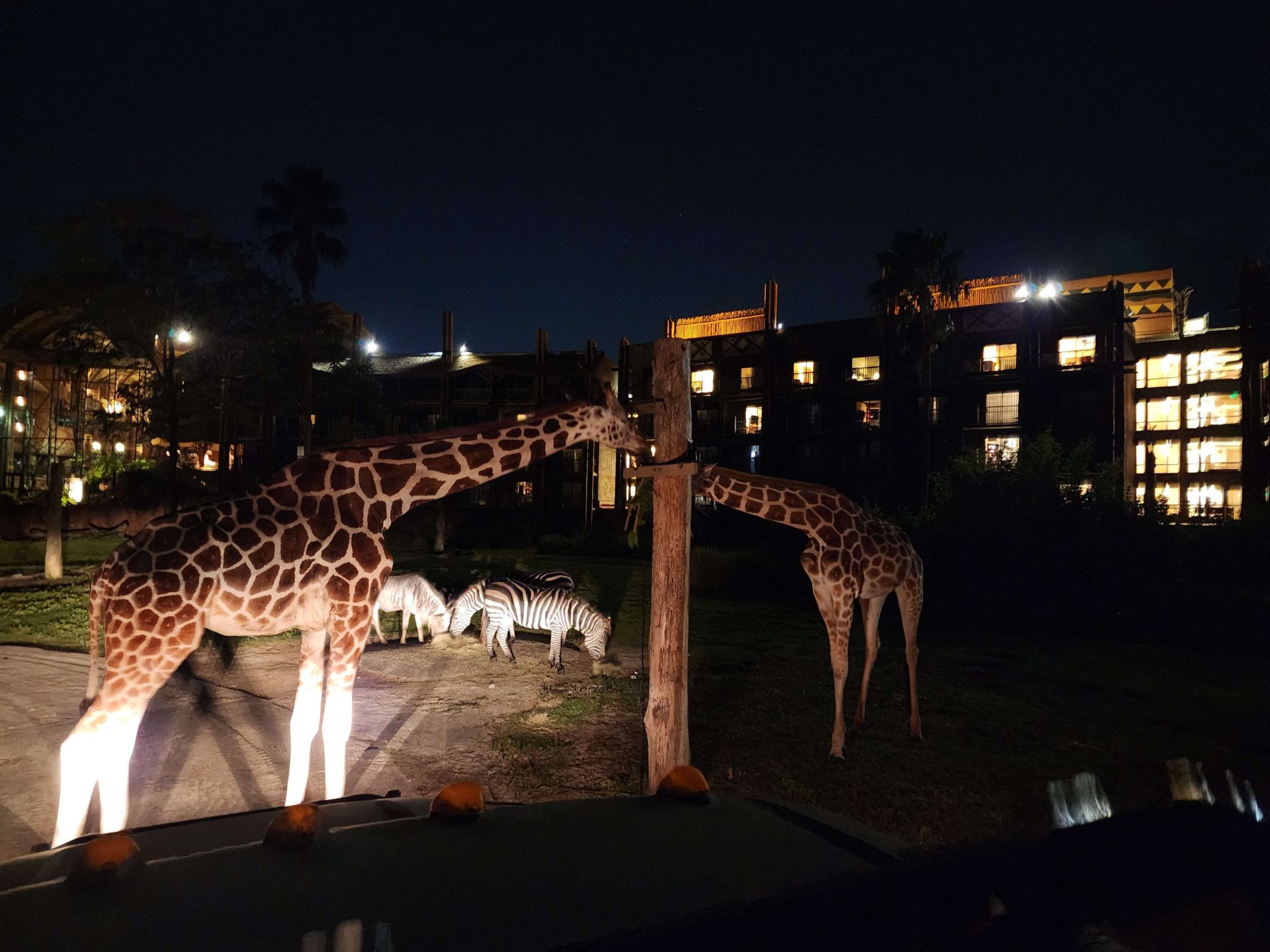 starlight safari animal kingdom review